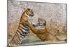 Indochinese Tiger or Corbett's Tiger, Thailand-Peter Adams-Mounted Photographic Print