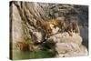 Indochinese Tiger or Corbett's Tiger, Thailand-Peter Adams-Stretched Canvas