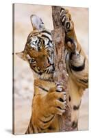 Indochinese Tiger or Corbett's Tiger, Thailand-Peter Adams-Stretched Canvas