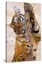Indochinese Tiger or Corbett's Tiger, Thailand-Peter Adams-Stretched Canvas