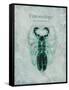 Indomitable Insect-Albert Koetsier-Framed Stretched Canvas