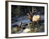 Indomitable-Trevor V. Swanson-Framed Giclee Print