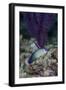 Indonesia, Alor Island, Bacatan Wall. Close-Up of Goby Fish-Jaynes Gallery-Framed Photographic Print