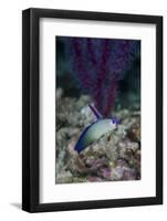Indonesia, Alor Island, Bacatan Wall. Close-Up of Goby Fish-Jaynes Gallery-Framed Photographic Print