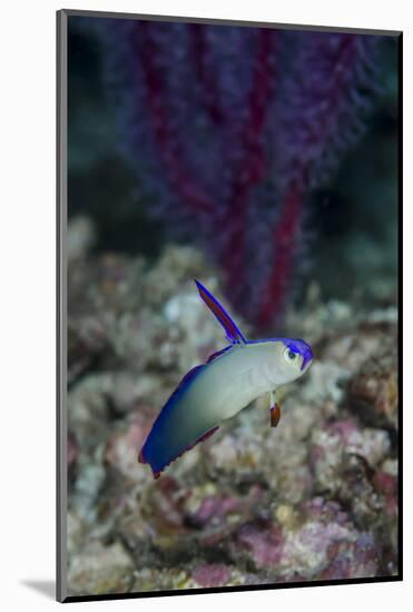 Indonesia, Alor Island, Bacatan Wall. Close-Up of Goby Fish-Jaynes Gallery-Mounted Photographic Print