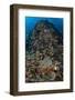 Indonesia, Alor Island. Coral Reef Scenic-Jaynes Gallery-Framed Photographic Print