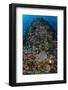 Indonesia, Alor Island. Coral Reef Scenic-Jaynes Gallery-Framed Photographic Print