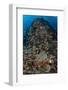 Indonesia, Alor Island. Coral Reef Scenic-Jaynes Gallery-Framed Photographic Print