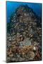 Indonesia, Alor Island. Coral Reef Scenic-Jaynes Gallery-Mounted Photographic Print