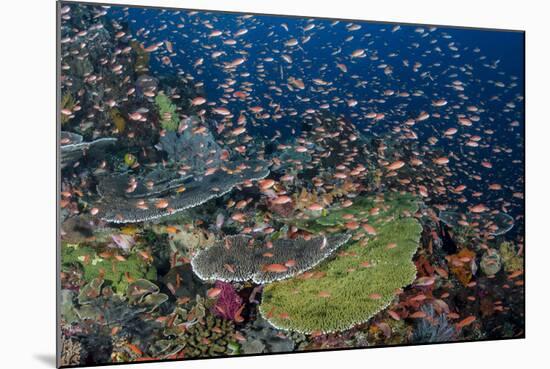 Indonesia, Alor Island. Coral Reef Scenic-Jaynes Gallery-Mounted Photographic Print
