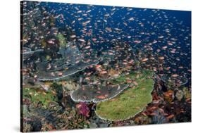 Indonesia, Alor Island. Coral Reef Scenic-Jaynes Gallery-Stretched Canvas