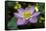 Indonesia, Bali. Close-Up of Opened Lotus Flower-Jaynes Gallery-Framed Stretched Canvas