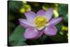 Indonesia, Bali. Close-Up of Opened Lotus Flower-Jaynes Gallery-Stretched Canvas