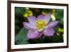 Indonesia, Bali. Close-Up of Opened Lotus Flower-Jaynes Gallery-Framed Photographic Print