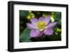 Indonesia, Bali. Close-Up of Opened Lotus Flower-Jaynes Gallery-Framed Photographic Print