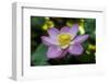 Indonesia, Bali. Close-Up of Opened Lotus Flower-Jaynes Gallery-Framed Photographic Print