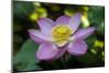 Indonesia, Bali. Close-Up of Opened Lotus Flower-Jaynes Gallery-Mounted Photographic Print