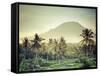 Indonesia, Bali, East Bali, Amlapura, Rice Fields and Gunung Agung Volcano-Michele Falzone-Framed Stretched Canvas