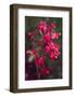 Indonesia, Bali. Eka Karya Botanic Garden, Close Up of a Flower-Emily Wilson-Framed Photographic Print