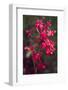 Indonesia, Bali. Eka Karya Botanic Garden, Close Up of a Flower-Emily Wilson-Framed Photographic Print