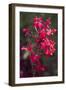 Indonesia, Bali. Eka Karya Botanic Garden, Close Up of a Flower-Emily Wilson-Framed Photographic Print