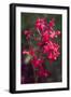 Indonesia, Bali. Eka Karya Botanic Garden, Close Up of a Flower-Emily Wilson-Framed Photographic Print