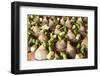 Indonesia, Bali. Offerings in a Bowl for Festivals on Bali Island-Emily Wilson-Framed Photographic Print