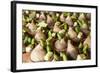 Indonesia, Bali. Offerings in a Bowl for Festivals on Bali Island-Emily Wilson-Framed Photographic Print