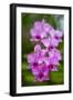 Indonesia, Bali. Orchid detail.-Cindy Miller Hopkins-Framed Photographic Print