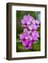 Indonesia, Bali. Orchid detail.-Cindy Miller Hopkins-Framed Photographic Print