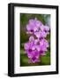 Indonesia, Bali. Orchid detail.-Cindy Miller Hopkins-Framed Photographic Print