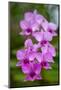 Indonesia, Bali. Orchid detail.-Cindy Miller Hopkins-Mounted Photographic Print