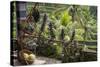 Indonesia, Bali. Overlooking the Subak Rice Paddies of Bali Island-Emily Wilson-Stretched Canvas