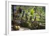 Indonesia, Bali. Overlooking the Subak Rice Paddies of Bali Island-Emily Wilson-Framed Photographic Print