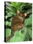 Indonesia, Bali, Sulawesi. Close-up of tarsier on limb. Smallest living primate.-Jaynes Gallery-Stretched Canvas