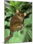 Indonesia, Bali, Sulawesi. Close-up of tarsier on limb. Smallest living primate.-Jaynes Gallery-Mounted Photographic Print