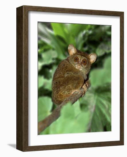 Indonesia, Bali, Sulawesi. Close-up of tarsier on limb. Smallest living primate.-Jaynes Gallery-Framed Photographic Print
