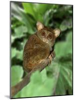 Indonesia, Bali, Sulawesi. Close-up of tarsier on limb. Smallest living primate.-Jaynes Gallery-Mounted Photographic Print