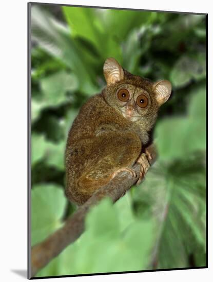 Indonesia, Bali, Sulawesi. Close-up of tarsier on limb. Smallest living primate.-Jaynes Gallery-Mounted Photographic Print