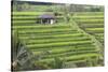 Indonesia, Bali. Terraced Subak Rice Fields of Bali Island, Indonesia-Emily Wilson-Stretched Canvas