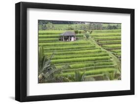 Indonesia, Bali. Terraced Subak Rice Fields of Bali Island, Indonesia-Emily Wilson-Framed Photographic Print