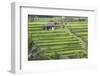 Indonesia, Bali. Terraced Subak Rice Fields of Bali Island, Indonesia-Emily Wilson-Framed Photographic Print