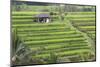Indonesia, Bali. Terraced Subak Rice Fields of Bali Island, Indonesia-Emily Wilson-Mounted Photographic Print