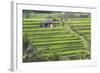 Indonesia, Bali. Terraced Subak Rice Fields of Bali Island, Indonesia-Emily Wilson-Framed Photographic Print