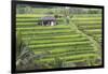 Indonesia, Bali. Terraced Subak Rice Fields of Bali Island, Indonesia-Emily Wilson-Framed Photographic Print