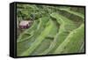 Indonesia, Bali. Terraced Subak Rice Paddies of Bali Island-Emily Wilson-Framed Stretched Canvas