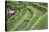 Indonesia, Bali. Terraced Subak Rice Paddies of Bali Island-Emily Wilson-Stretched Canvas