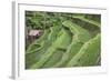 Indonesia, Bali. Terraced Subak Rice Paddies of Bali Island-Emily Wilson-Framed Photographic Print