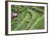 Indonesia, Bali. Terraced Subak Rice Paddies of Bali Island-Emily Wilson-Framed Photographic Print