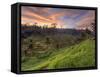 Indonesia, Bali, Ubud, Ceking Rice Terraces-Michele Falzone-Framed Stretched Canvas